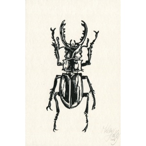 20160506_stagbeetle_vliegendhert_melissahalley