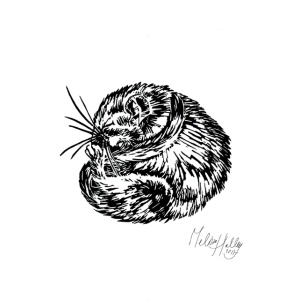 greetingcard_sleeping__dormouse_melissa_halley