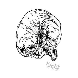 greetingcard_sleeping__sphynx_melissa_halley