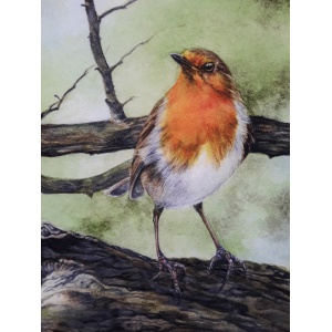 melissahalley_europeanrobin_roodborst_artprint_giclee_zoomin72