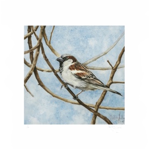 melissahalley_housesparrow_huismus_artprint_giclee_72