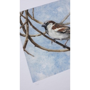 melissahalley_housesparrow_huismus_artprint_giclee_numbering_72