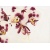 20151103_orchid_mantis_melissa_halley