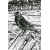 20160517_jackdaw_kauw_melissahalley