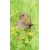 20170809_melissahalley_butterfly_i