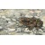 20190213_melissahalley_commontoad_gewonepad_toad_pad_200_640