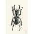 20160506_stagbeetle_vliegendhert_melissahalley